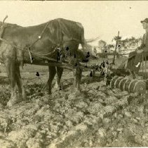 Lorrie Holmes & Horses